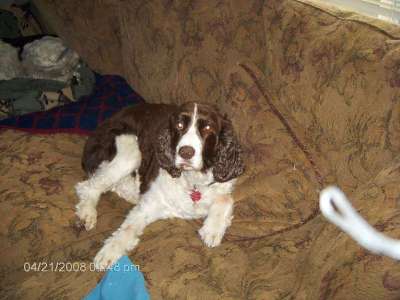 My dog Gwenavere