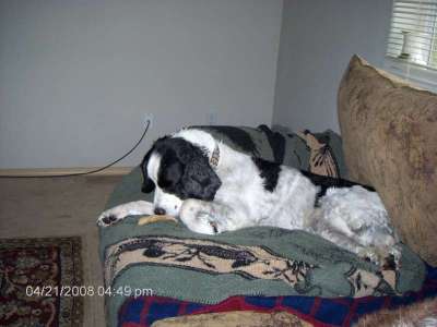 My dog Merlin