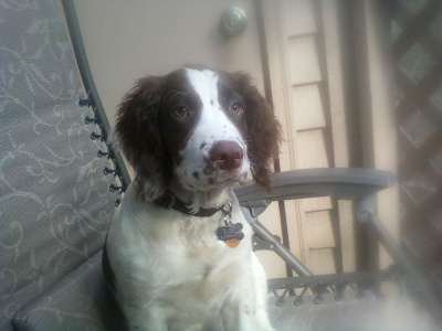 The new puppy! Harry Potter The new puppy! Harry Potter